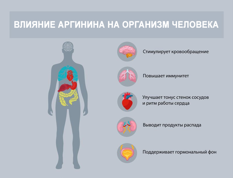 L-аргинин и потенция: как работает и каковы эффекты?